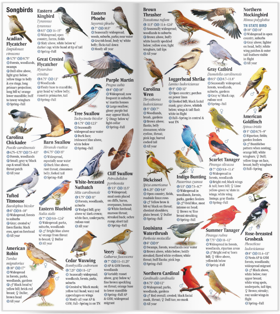 Birds of tennessee field guide